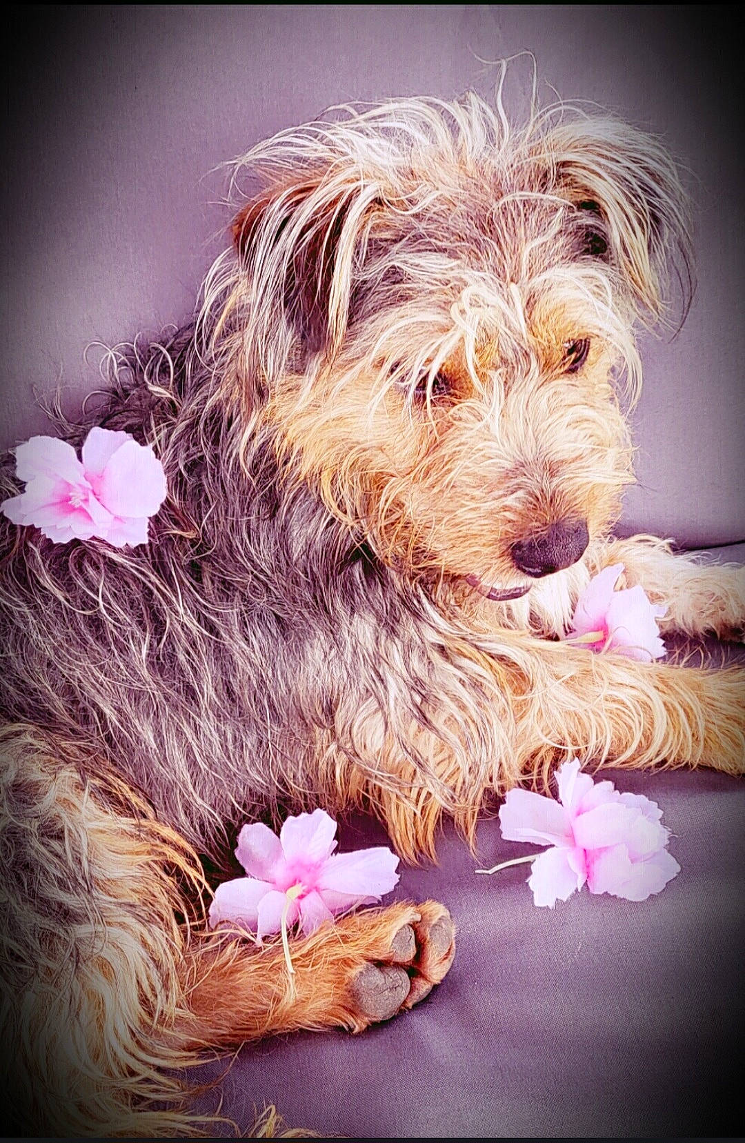 Cooper is registered to the contest to win money with this photo: canidae, carnivore, companion_dog, dog, dog_breed, dog_collar, dog_supply, flower, fur, liver, petal, pink, small_terrier, snout, sporting_group, still_life_photography, terrier, toy, toy_dog, water_dog