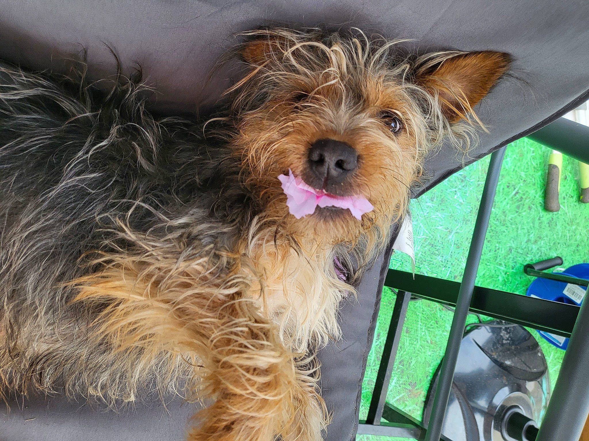 Cooper is registered to the contest to win money with this photo: beard, carnivore, collar, companion_dog, dog, dog_breed, dog_supply, fawn, fur, liver, small_terrier, snout, sporting_group, terrier, toy_dog, water_dog, whiskers, working_animal, yorkipoo, yorkshire_terrier