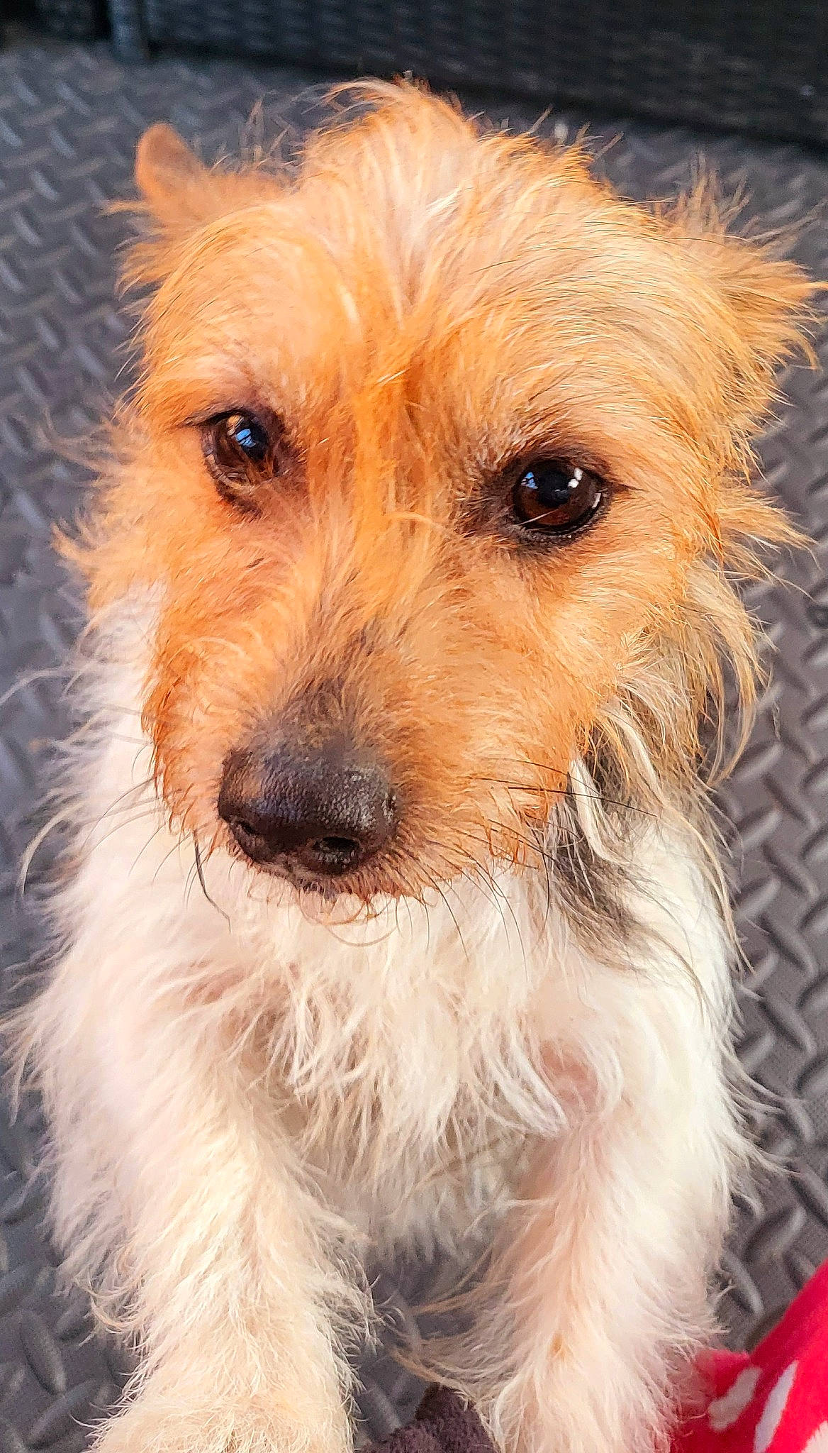 Booboo is registered to the contest to win money with this photo: australian_terrier, biewer_terrier, canidae, carnivore, close_up, companion_dog, dog, dog_breed, fawn, fur, maltepoo, small_terrier, snout, sporting_group, terrestrial_animal, terrier, toy_dog, whiskers, working_animal