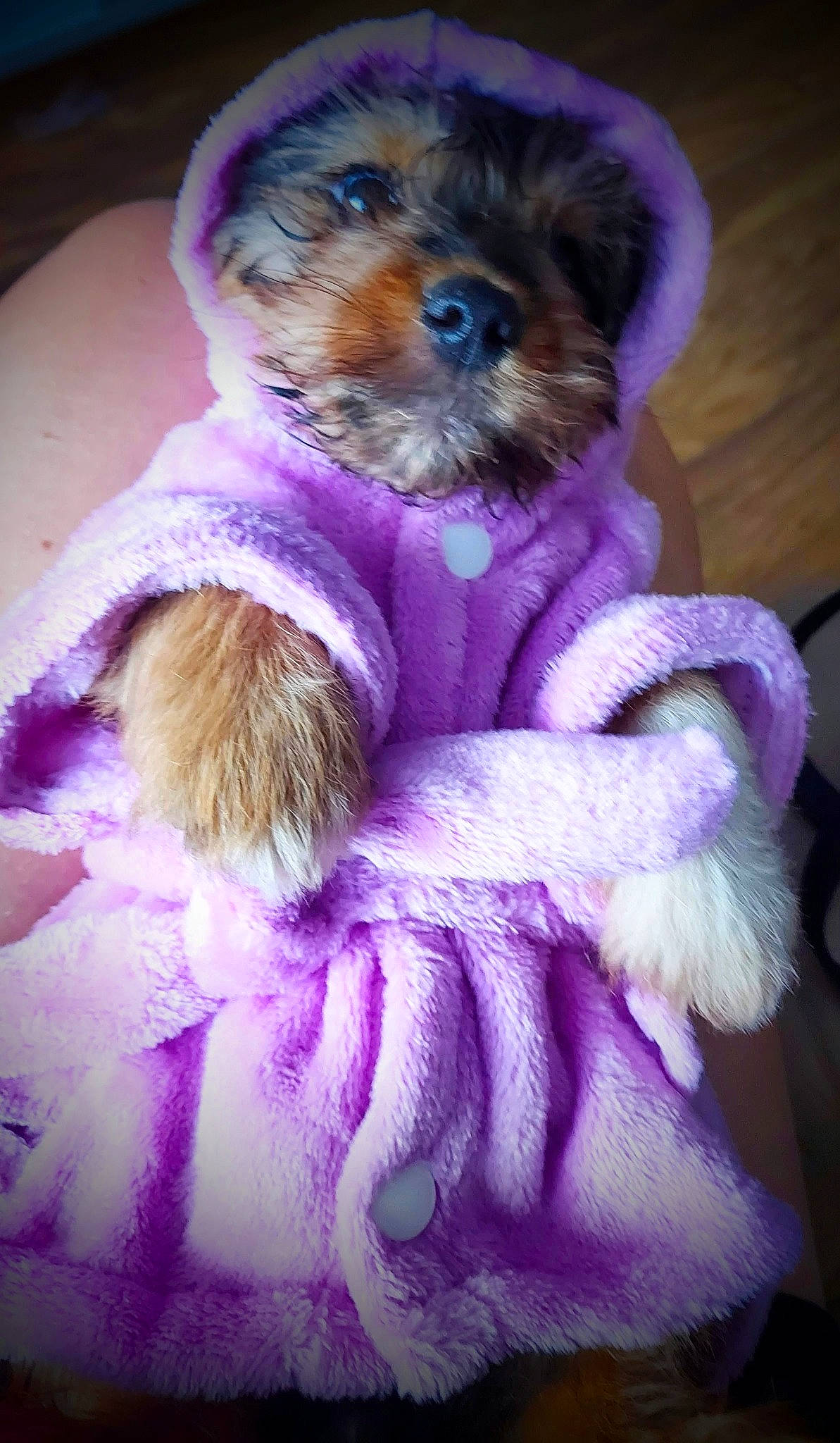 Cooper is registered to the contest to win money with this photo: canidae, carnivore, companion_dog, dog, dog_breed, dog_clothes, dog_supply, fawn, fur, magenta, pink, purple, small_terrier, snout, sporting_group, stuffed_toy, terrier, toy, toy_dog, violet