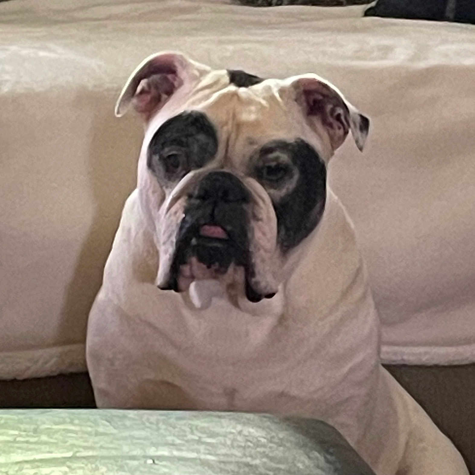 Indy joined the competition — help win amazing prizes! boxer, bulldog, canidae, carnivore, comfort, companion_dog, dog, dog_breed, dog_supply, fawn, pet_supply, puppy, snout, sporting_group, terrestrial_animal, toy_dog, white_english_bulldog, working_animal, working_dog, wrinkle