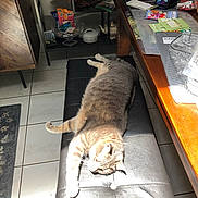 Maui Tigger is registered to the contest to win money with this photo: abyssinian, accessories, animal, architecture, bag, building, cat, couch, desk, furniture, handbag, hardwood, indoors, livingroom, pet, plywood, room, shelf, table, wood