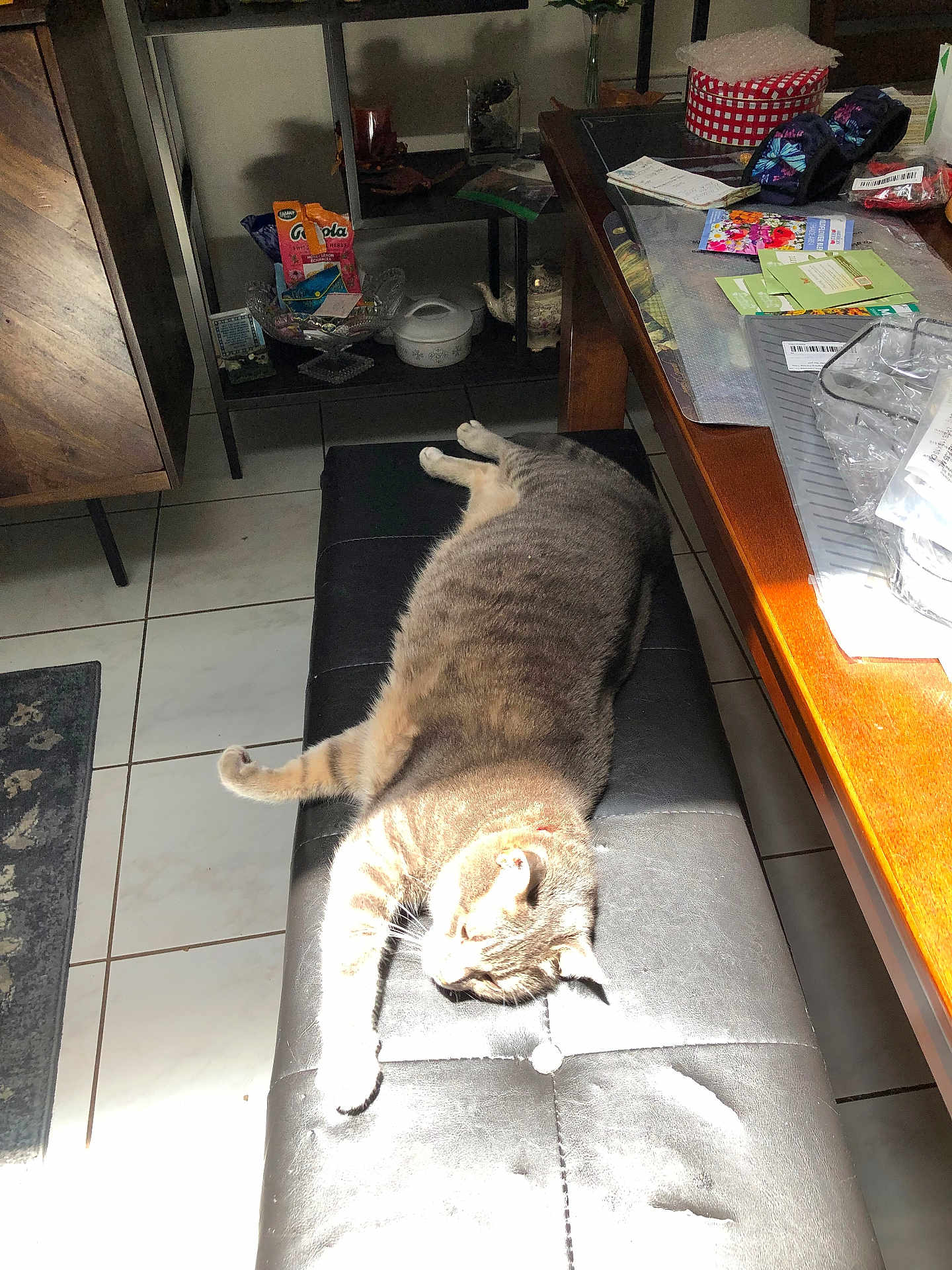 Maui Tigger is registered to the contest to win money with this photo: abyssinian, accessories, animal, architecture, bag, building, cat, couch, desk, furniture, handbag, hardwood, indoors, livingroom, pet, plywood, room, shelf, table, wood