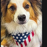 Meko is registered to the contest to win money with this photo: adorable, american_flag, animal, bandana, canine, close_up, cute, dog, domestic_animal, ears, eyes, face, fluffy, fur, indoor, mammal, nose, pet, portrait, whiskers