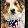 adorable, american_flag, animal, bandana, canine, close_up, cute, dog, domestic_animal, ears, eyes, face, fluffy, fur, indoor, mammal, nose, pet, portrait, whiskers