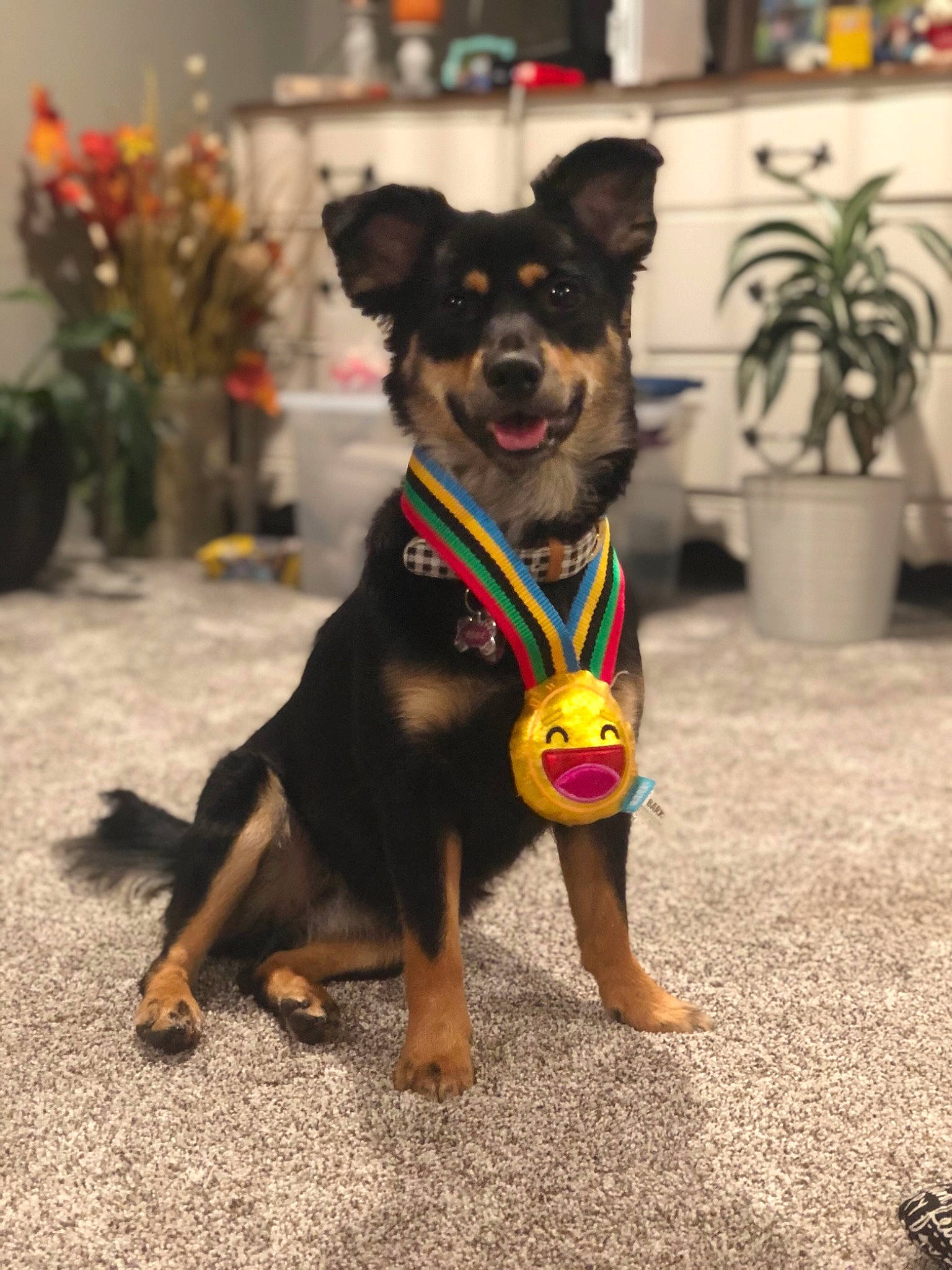 Kona joined the competition — help win amazing prizes! canidae, carnivore, collar, companion_dog, dog, dog_breed, dog_clothes, dog_collar, dog_supply, flowerpot, houseplant, leash, mammal, paw, pet_supply, snout, sporting_group, toy_dog, vertebrate, working_animal