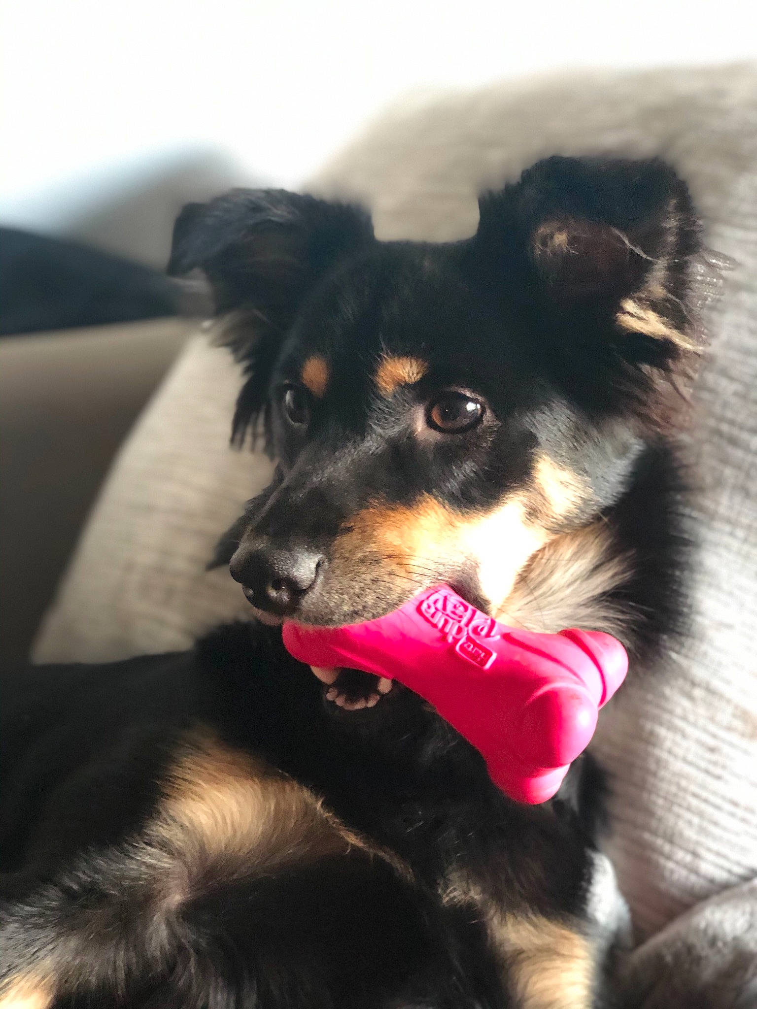 Kona is registered to the contest to win money with this photo: canidae, carnivore, collar, companion_dog, dog, dog_breed, dog_collar, dog_supply, fur, herding_dog, mammal, paw, pet_supply, snout, sporting_group, tongue, vertebrate, whiskers, working_animal, working_dog