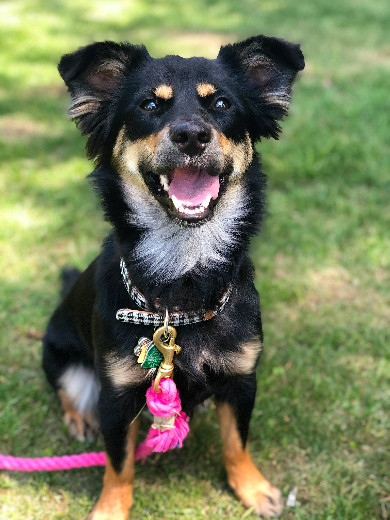 Kona is registered to the contest to win money with this photo: canidae, carnivore, collar, companion_dog, dog, dog_breed, dog_collar, dog_supply, foot, fur, grass, mammal, neck, pet_supply, snout, sporting_group, tongue, tooth, vertebrate, working_animal