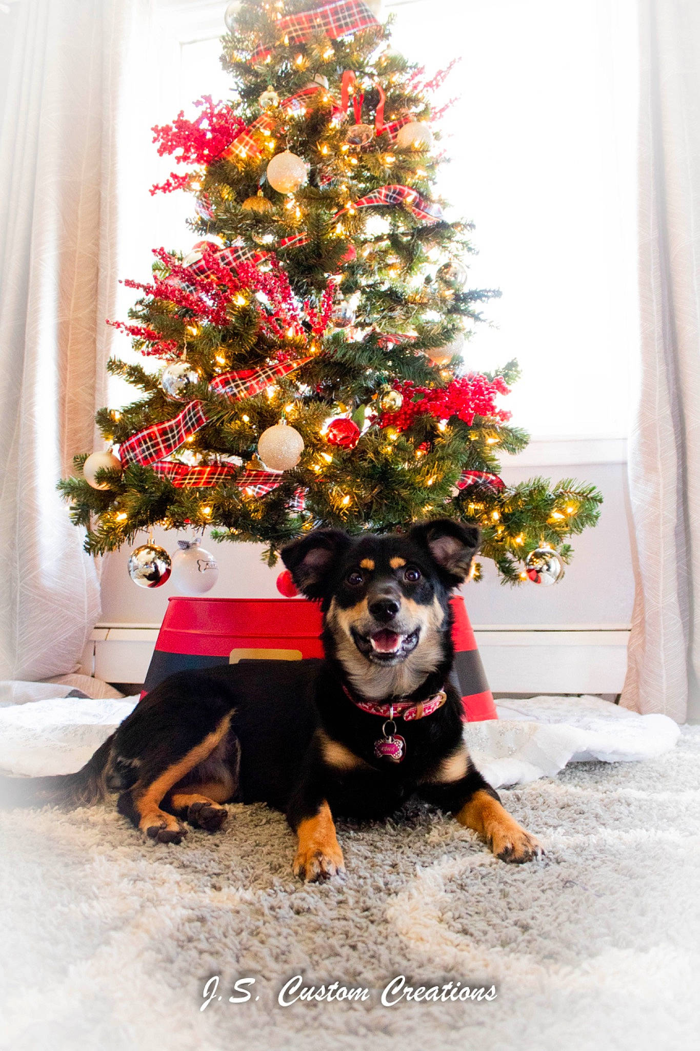 Kona is registered to the contest to win money with this photo: carnivore, christmas, christmas_decoration, christmas_eve, christmas_ornament, christmas_tree, collar, curtain, dog, dog_breed, holiday, holiday_ornament, home, interior_design, ornament, sporting_group, window_covering, window_treatment, woody_plant
