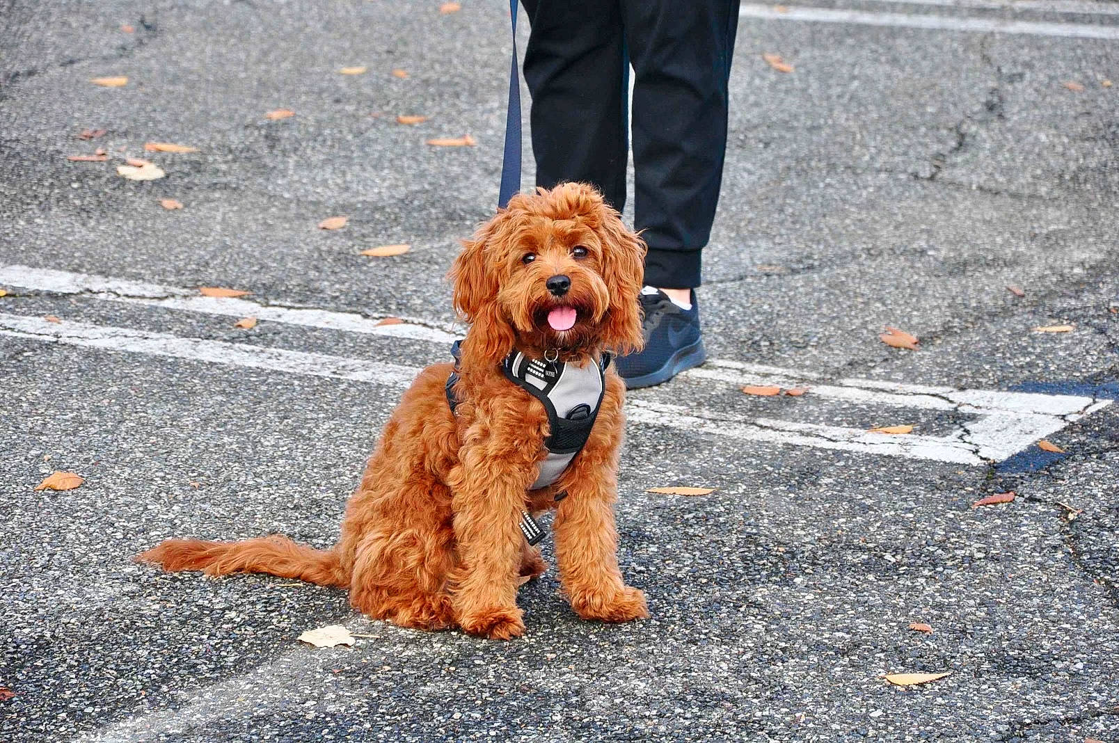 Bodhi is registered to the contest to win money with this photo: asphalt, carnivore, companion_dog, dog, dog_breed, event, fur, hat, orange, poodle, road, road_surface, sidewalk, sneakers, snout, sporting_group, tar, terrier, toy_dog, water_dog