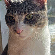 Eazy joined the competition — help win amazing prizes! cat, close_up, curious, domestic_cat, ears, feline, fur, gaze, green_eyes, indoor, pet, pink_nose, portrait, sitting, soft_light, sunlight, tabby, whiskers, white_fur, window