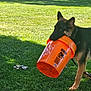 Ranger joined the competition — help win amazing prizes! backyard, bucket, chewing, dog, ears, fence, german_shepherd, grass, home_depot_logo, lawn, muzzle, orange_bucket, outdoor, paw, pet, playful, shadow, sunlight, toy, trees