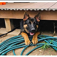 Ranger joined the competition — help win amazing prizes! black_and_tan, coiled_hose, concrete_block, deck, dirt, dog, ears, eyes, german_shepherd, grass, happy, hose, leash, outdoor, paws, pet, playful, portrait, tongue_out, wooden_deck
