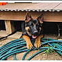 black_and_tan, coiled_hose, concrete_block, deck, dirt, dog, ears, eyes, german_shepherd, grass, happy, hose, leash, outdoor, paws, pet, playful, portrait, tongue_out, wooden_deck
