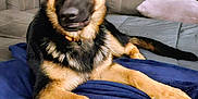 Ranger is registered to the contest to win money with this photo: black, blanket, brown, canine, collar, couch, dog, ears, fur, furniture, german_shepherd, indoor, laying, living_room, nose, paws, pet, portrait, relaxed, sofa