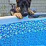 Ranger joined the competition — help win amazing prizes! backyard, blue_water, canine, closeup, dog, ears, electrical_box, german_shepherd, house_siding, mosaic_pattern, nose, outdoor, paws, pet, pool_rim, portrait, stare, swimming_pool, vegetation, wet_fur