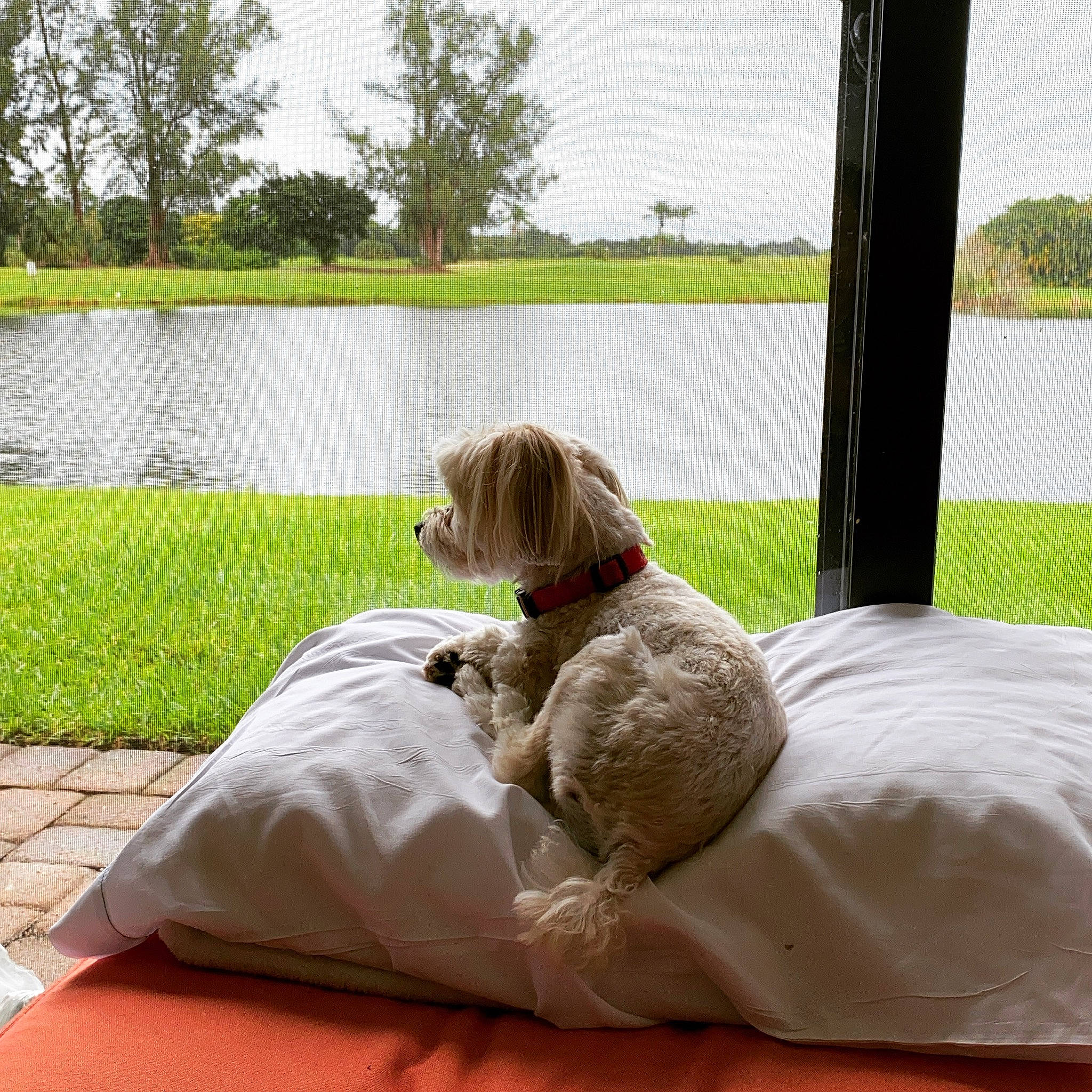 Mork joined the competition — help win amazing prizes! carnivore, comfort, companion_dog, dog, dog_breed, dog_supply, fawn, flooring, grass, lake, lawn, leisure, plant, sky, tail, toy, toy_dog, tree, water, wood