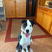 Moose is registered to the contest to win money with this photo: dog, black_and_white, pet, indoor, wooden_floor, toy, kitchen, cabinet, rug, flooring, tongue_out, collar, sitting, playful, furniture, door, home, animal, cute, happy