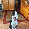 dog, black_and_white, pet, indoor, wooden_floor, toy, kitchen, cabinet, rug, flooring, tongue_out, collar, sitting, playful, furniture, door, home, animal, cute, happy