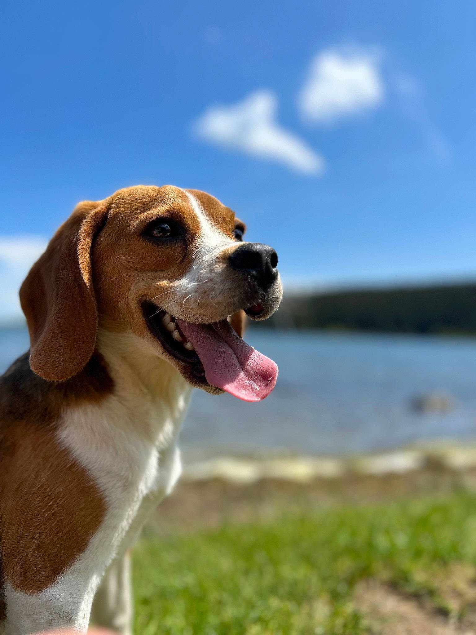 Taïgo a rejoint le concours — aidez-le/la à gagner de superbes lots ! canidae, carnivore, cloud, collar, companion_dog, dog, dog_breed, dog_collar, fawn, happy, hound, liver, scent_hound, sky, smile, snout, sporting_group, water, whiskers, working_animal