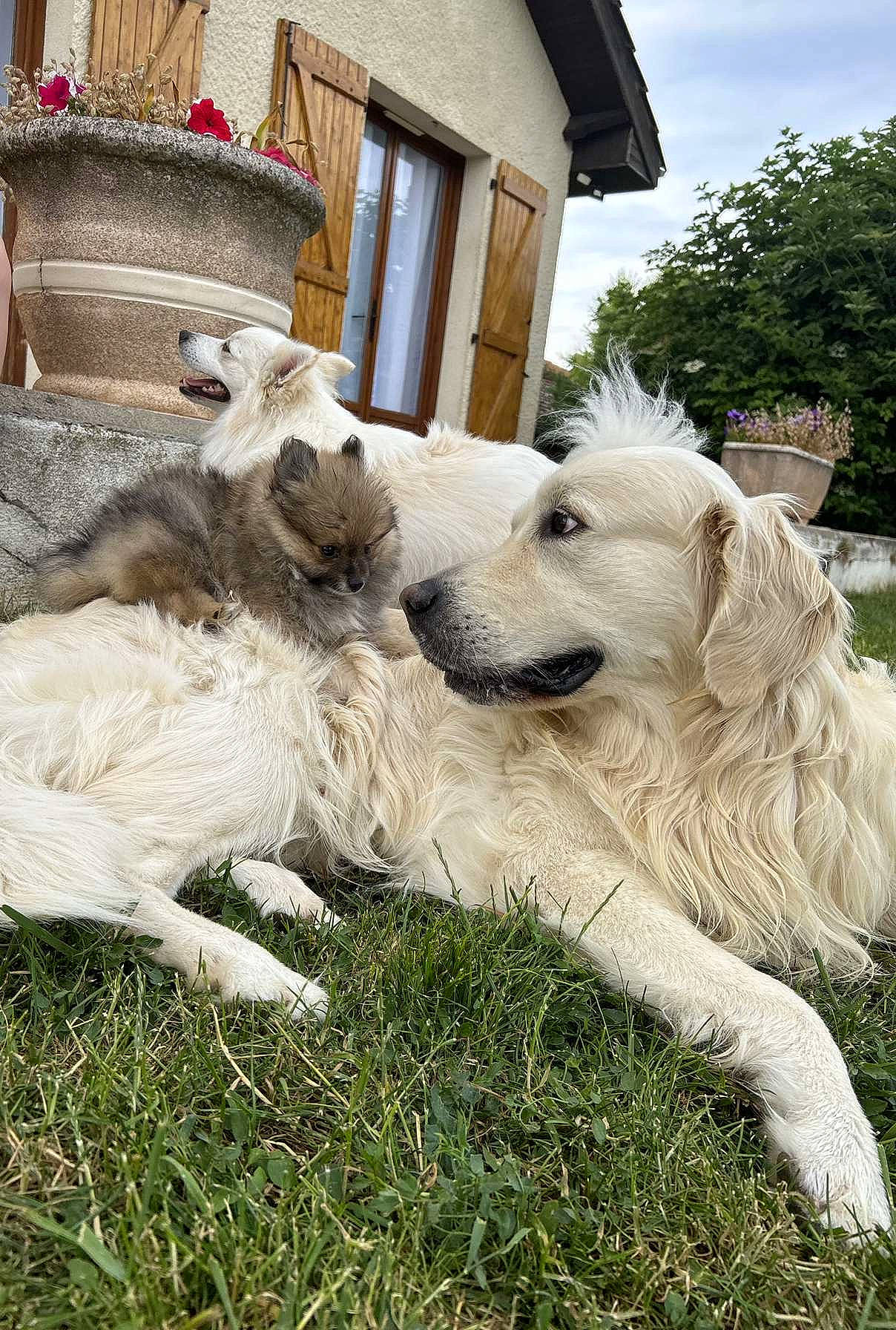 Eden a rejoint le concours — aidez-le/la à gagner de superbes lots ! building, canidae, carnivore, cloud, companion_dog, dog, dog_breed, grass, house, kuvasz, livestock_guardian_dog, plant, sculpture, sky, sporting_group, tail, terrier, tree, window, working_animal