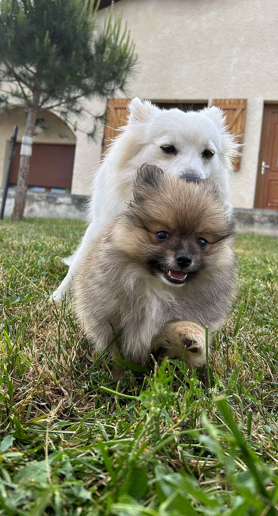 Eden participe au concours pour gagner de l'argent avec cette photo : ancient_dog_breeds, canidae, carnivore, companion_dog, dog, dog_breed, dog_supply, door, fawn, fur, grass, non_sporting_group, plant, sporting_group, terrestrial_animal, toy_dog, tree, volpino_italiano, whiskers, working_animal