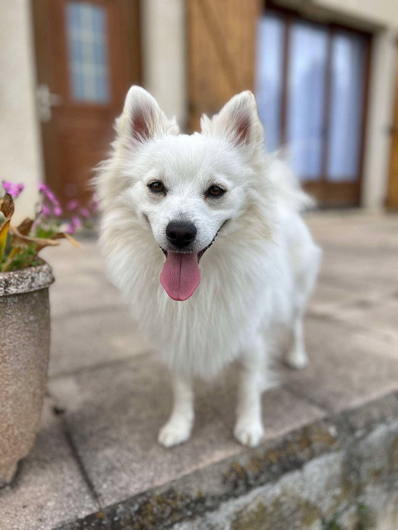 Stormy participe au concours pour gagner de l'argent avec cette photo : canidae, carnivore, collar, companion_dog, dog, dog_breed, flooring, flower, flowerpot, fur, german_spitz, houseplant, indian_spitz, plant, spitz, sporting_group, volpino_italiano, whiskers, window, working_dog