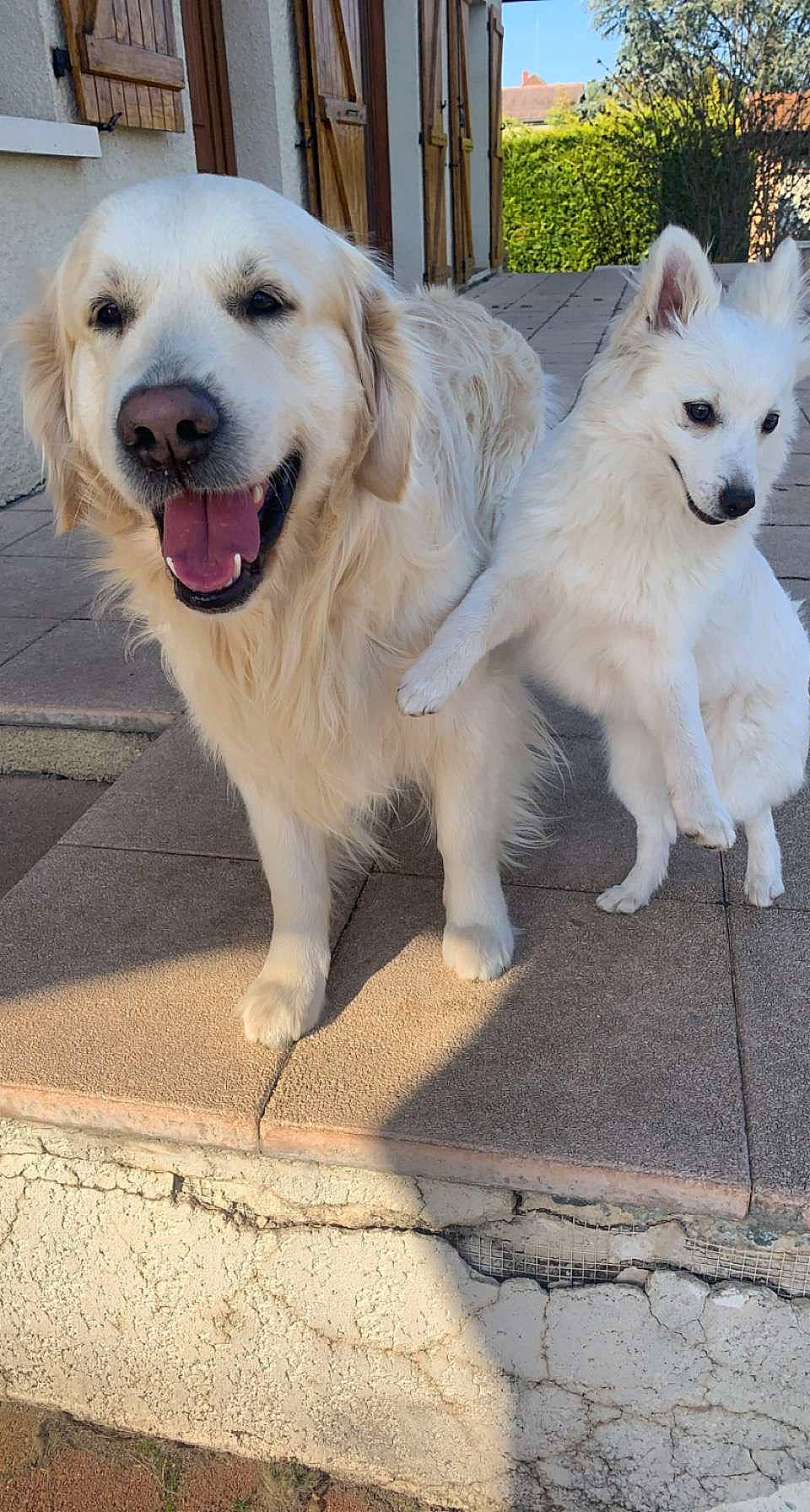 Stormy participe au concours pour gagner de l'argent avec cette photo : ancient_dog_breeds, canidae, carnivore, collar, companion_dog, dog, dog_breed, dog_collar, fur, indian_spitz, snout, sporting_group, tail, tree, volpino_italiano, working_animal, working_dog