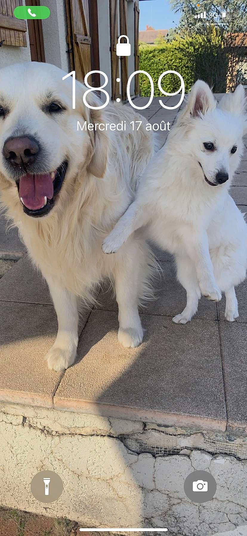 Peluche participe au concours pour gagner de l'argent avec cette photo : canidae, carnivore, collar, companion_dog, dog, dog_breed, dog_collar, dog_supply, font, fur, happy, paw, pet_supply, photo_caption, smile, snout, sporting_group, tail, whiskers, working_animal