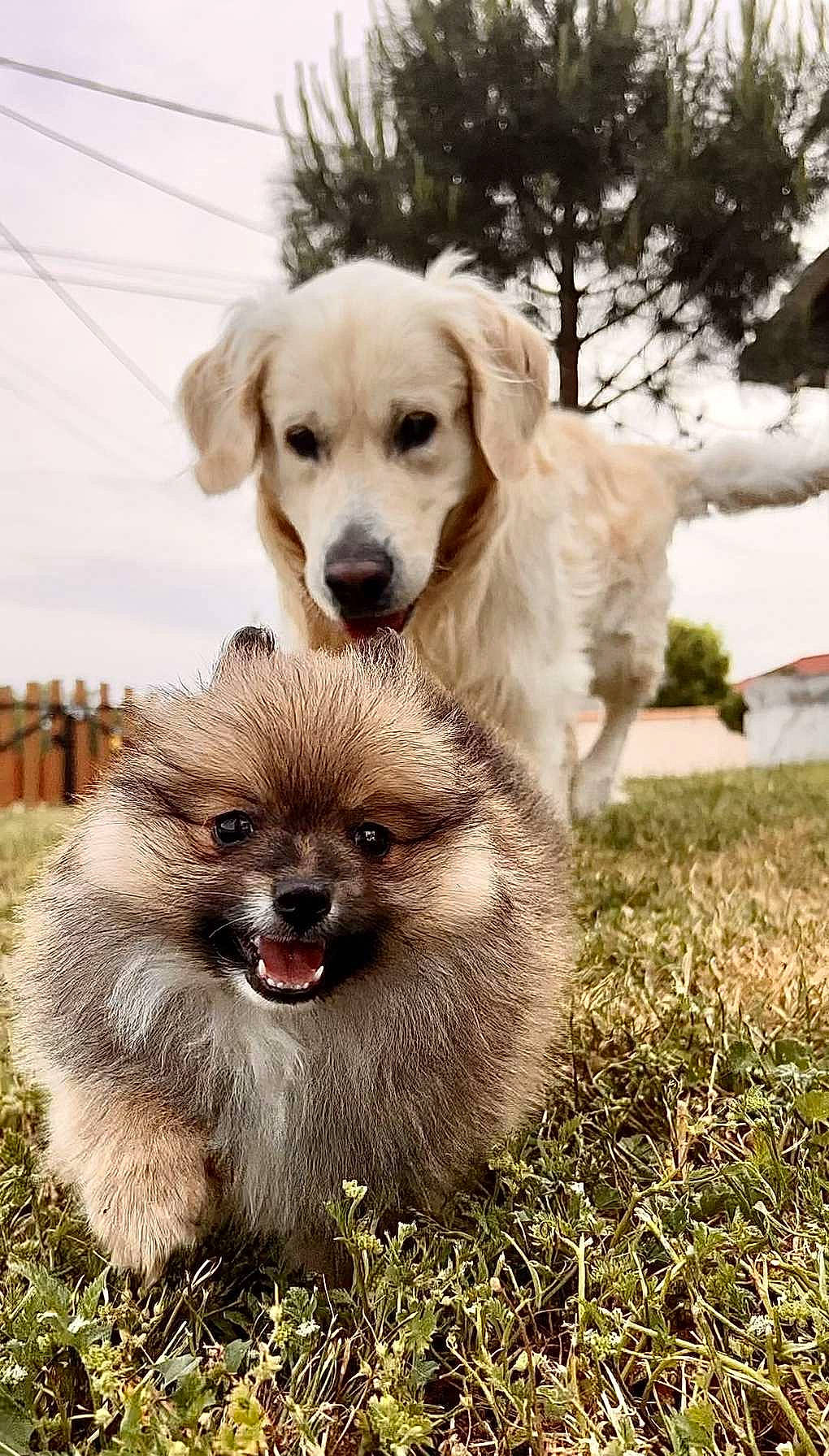 Peluche a rejoint le concours — aidez-le/la à gagner de superbes lots ! ancient_dog_breeds, canidae, carnivore, companion_dog, dog, dog_breed, fawn, fur, grass, liver, plant, puppy, snout, sporting_group, terrestrial_animal, tree, whiskers, wildlife