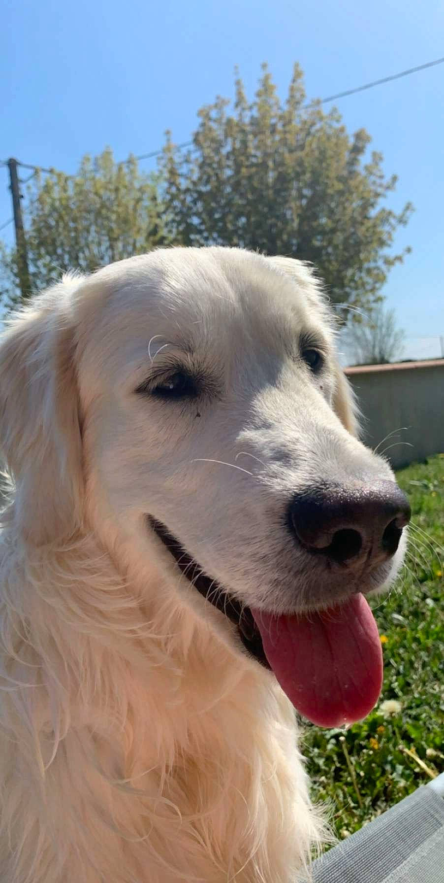 Peluche a rejoint le concours — aidez-le/la à gagner de superbes lots ! canidae, carnivore, companion_dog, dog, dog_breed, fang, fur, grass, livestock_guardian_dog, plant, sky, snout, sporting_group, terrestrial_animal, tree, whiskers, working_dog