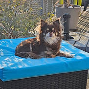 Perle participe au concours pour gagner de l'argent avec cette photo : dog, brown_dog, outdoor, sunlight, blue_cushion, pet, fence, plant, potted_plant, wooden_deck, relaxed, small_dog, long_hair, ears, face, resting, animal, daylight, wicker_furniture, nature