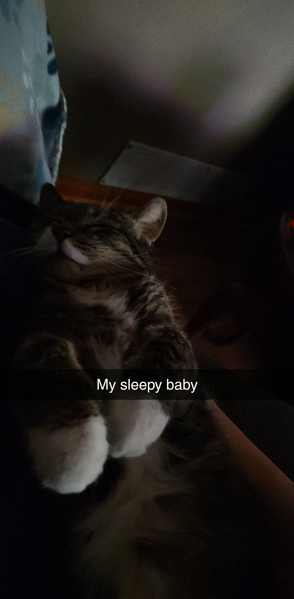 Jelly joined the competition — help win amazing prizes! carnivore, cat, cloud, comfort, darkness, domestic_short_haired_cat, felidae, flash_photography, fur, gesture, grey, human_body, monochrome_photography, night, paw, sky, small_to_medium_sized_cats, snout, tail, whiskers