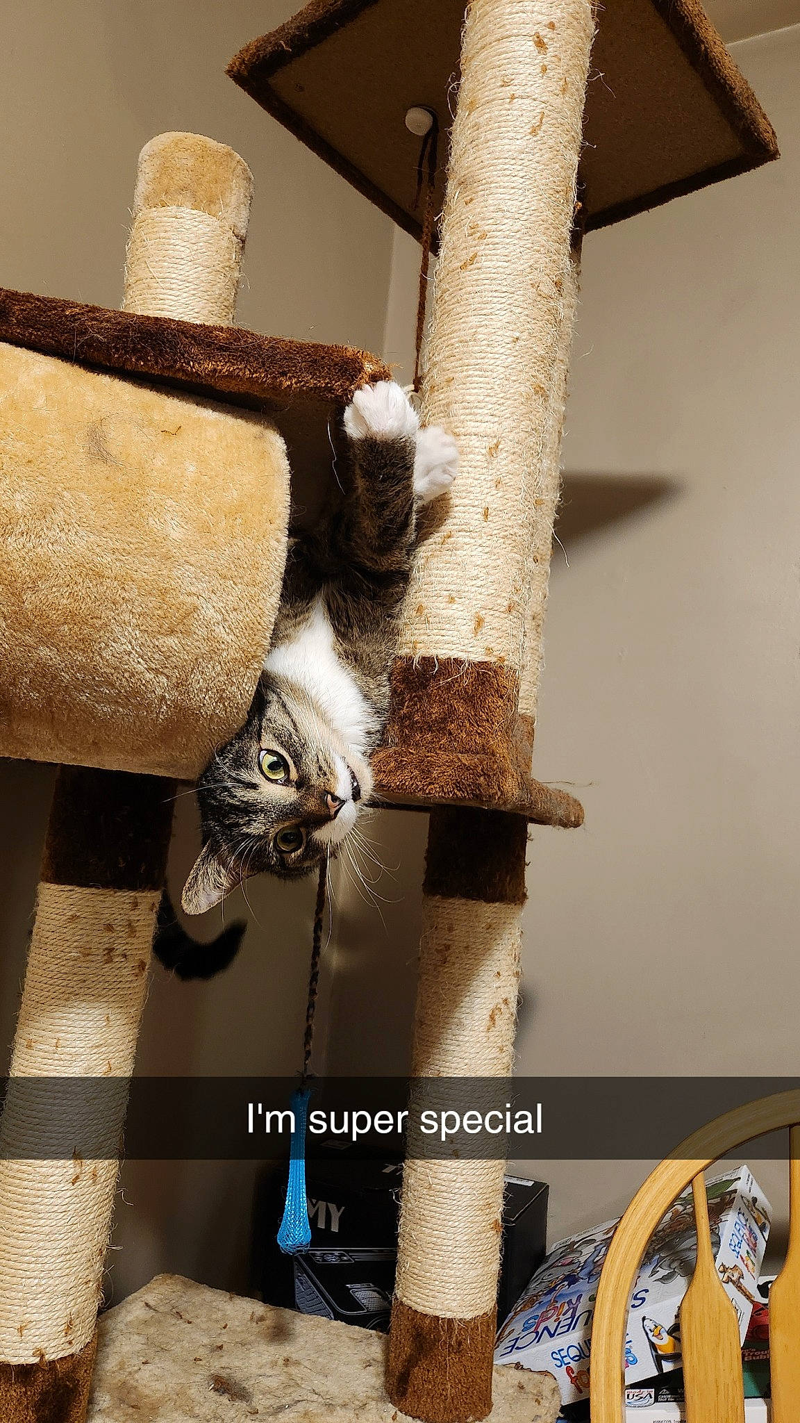 Jelly is registered to the contest to win money with this photo: armrest, art, carnivore, cat, cat_supply, domestic_short_haired_cat, fawn, felidae, fur, human_leg, metal, pet_supply, pipe, room, small_to_medium_sized_cats, tail, trunk, twig, whiskers, wood