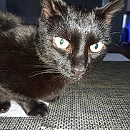 Tigrou a rejoint le concours — aidez-le/la à gagner de superbes lots ! black_cat, cat, close_up, animal, pet, feline, glowing_eyes, green_eye, blue_eye, pointed_ears, whiskers, shiny_fur, alert, staring, portrait, indoor, woven_surface, furniture, dark_background, photography