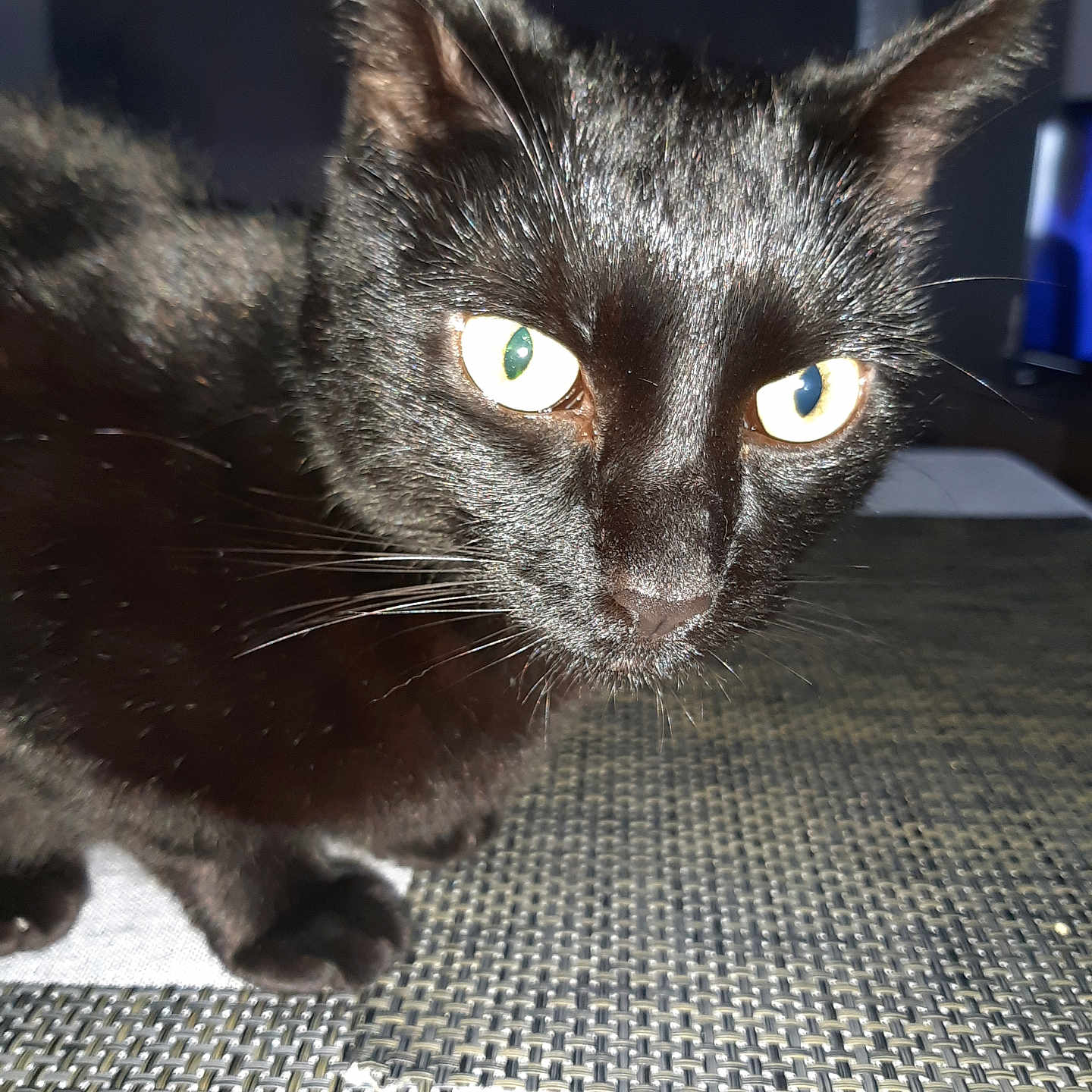 Tigrou a rejoint le concours — aidez-le/la à gagner de superbes lots ! black_cat, cat, close_up, animal, pet, feline, glowing_eyes, green_eye, blue_eye, pointed_ears, whiskers, shiny_fur, alert, staring, portrait, indoor, woven_surface, furniture, dark_background, photography