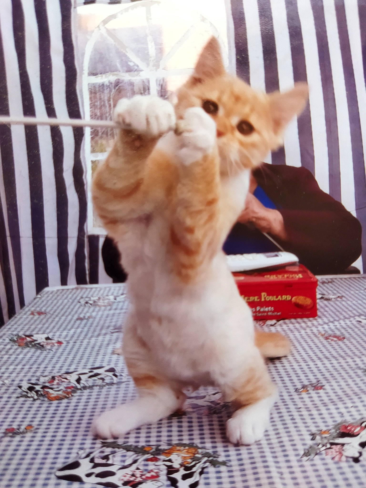 Fripouille a rejoint le concours — aidez-le/la à gagner de superbes lots ! canidae, carnivore, cat, claw, companion_dog, dog_breed, domestic_short_haired_cat, fawn, felidae, flooring, fur, linens, pattern, paw, small_to_medium_sized_cats, snout, tablecloth, tail, whiskers, wood