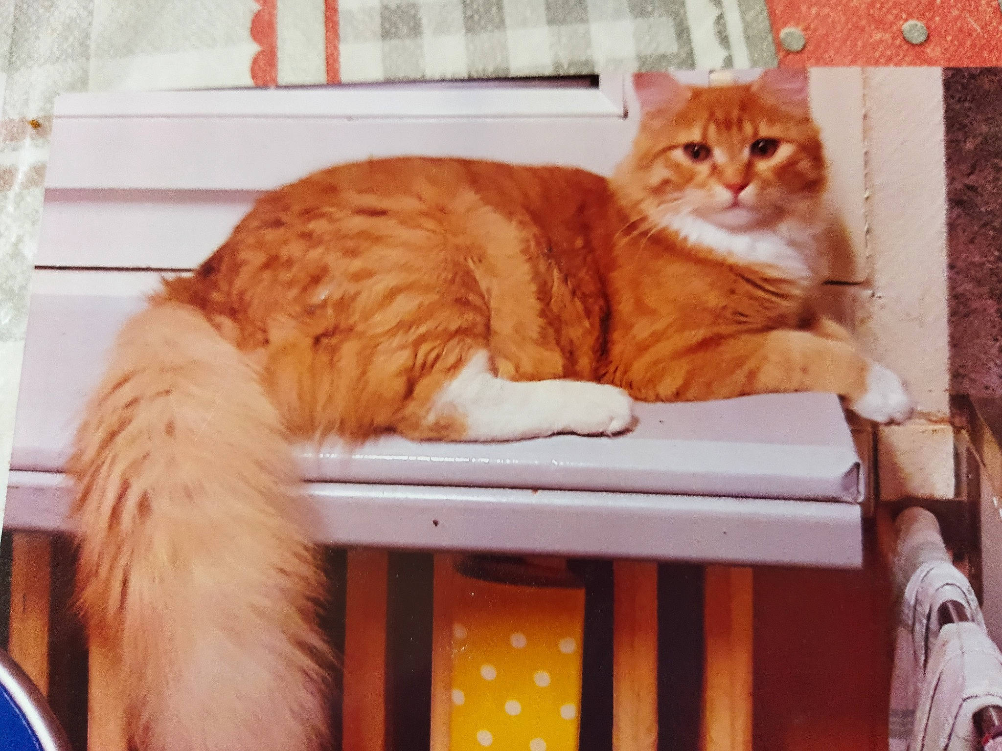 Fripouille a rejoint le concours — aidez-le/la à gagner de superbes lots ! bench, carnivore, cat, cat_supply, chair, comfort, domestic_short_haired_cat, fawn, felidae, fur, paw, pet_supply, plant, sitting, small_to_medium_sized_cats, tail, whiskers, window, wood