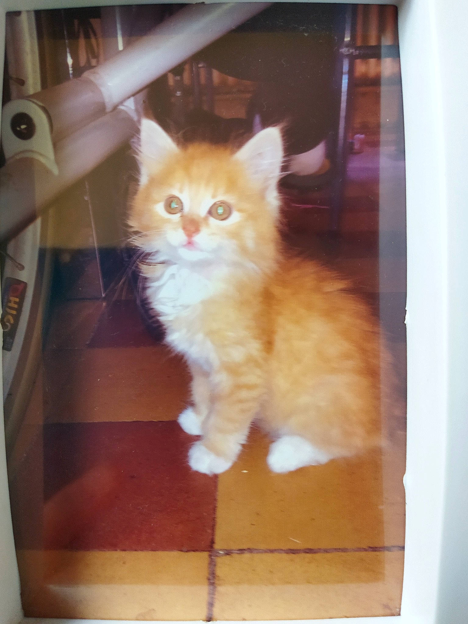 Fripouille participe au concours pour gagner de l'argent avec cette photo : box, cardboard, carnivore, cat, domestic_short_haired_cat, fawn, felidae, flooring, fur, hardwood, paw, rectangle, room, sitting, small_to_medium_sized_cats, snout, tail, whiskers, window, wood