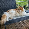 cat, fluffy_cat, orange_and_white, pet, animal, outdoor, bench, wicker_furniture, wooden_deck, relaxing, feline, long_hair, domestic_cat, resting, nature, garden, greenery, side_view, calm, cute