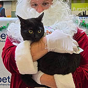 Babi is registered to the contest to win money with this photo: santa_claus, black_cat, costume, glasses, white_beard, white_gloves, red_clothing, indoor, holiday, christmas, decorations, person, animal, pet, holding, fur, festive, portrait, cute, wide_eyes