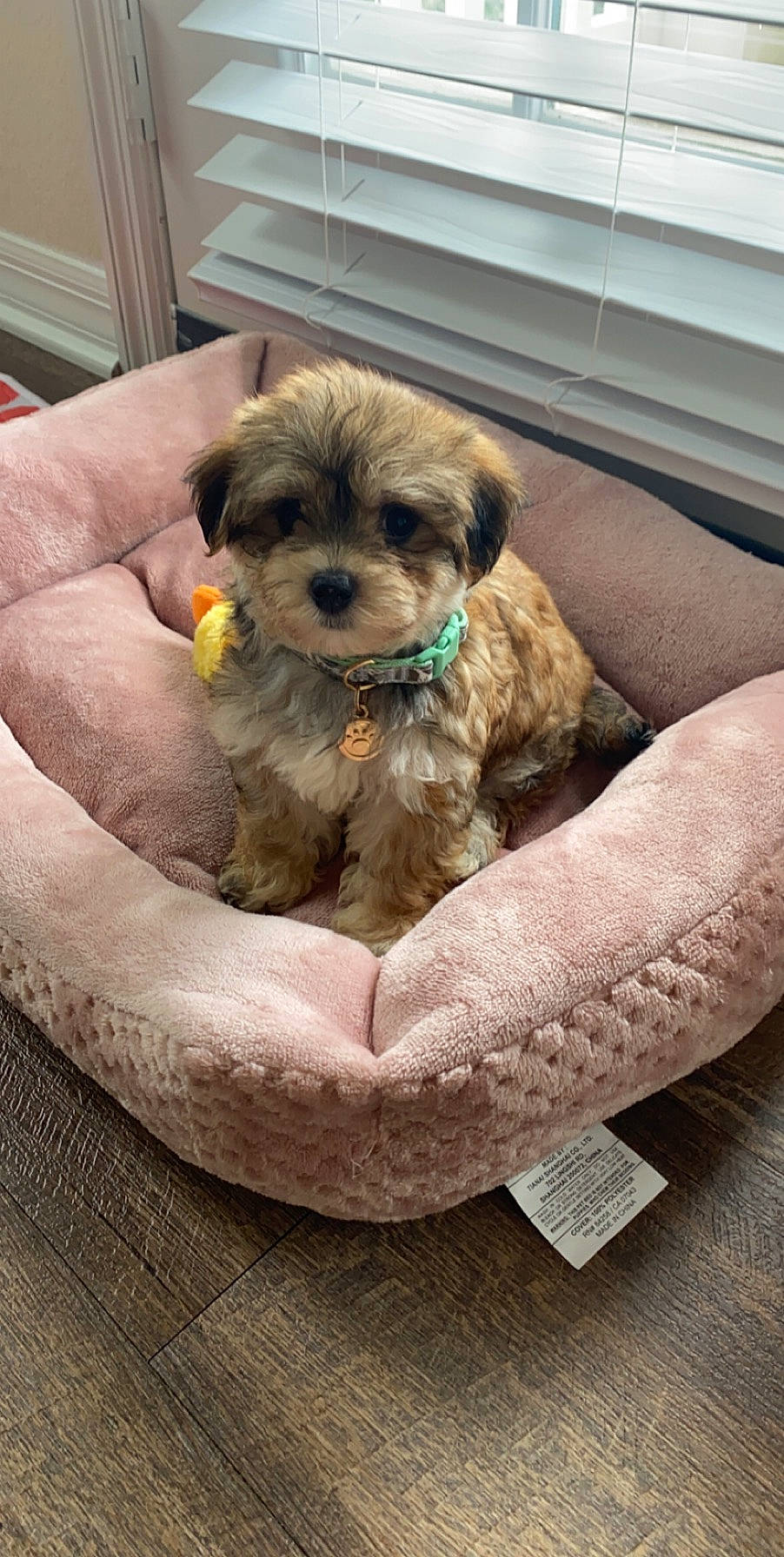 Benny is registered to the contest to win money with this photo: bolonka, canidae, carnivore, cavachon, cavapoo, companion_dog, dog, dog_breed, lhasa_apso, maltepoo, mammal, morkie, pekapoo, poodle_crossbreed, puppy, schnoodle, shih_poo, shih_tzu, vertebrate, yorkipoo