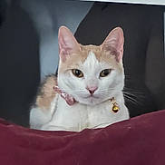 Kali joined the competition — help win amazing prizes! alert, animal, bell, cat, close_up, collar, curious, domestic, ears, feline, fur, indoor, looking, maroon_blanket, pet, portrait, resting, soft_texture, whiskers, white_and_orange