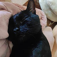 Miaouss participe au concours pour gagner de l'argent avec cette photo : cat, black_cat, sleeping, relaxed, pet, feline, whiskers, ears, fur, close_up, portrait, indoor, blanket, pillow, bed, cozy, resting, dark_fur, cute, nap