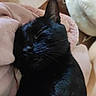 cat, black_cat, sleeping, relaxed, pet, feline, whiskers, ears, fur, close_up, portrait, indoor, blanket, pillow, bed, cozy, resting, dark_fur, cute, nap