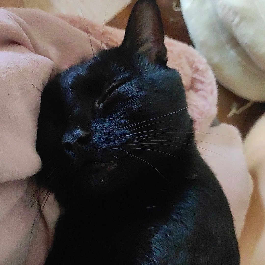 Miaouss