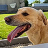 dog, golden_retriever, tongue_out, outdoor, sunny, grass, pet, canine, happy, animal, nature, daytime, mammal, closeup, profile, fence, building, blue_sky, leisure, domestic_animal