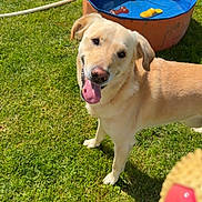 Rio a rejoint le concours — aidez-le/la à gagner de superbes lots ! dog, labrador, grass, outdoor, sunlight, pool, water, hose, toy, ball, happy, pet, animal, summer, playful, canine, tongue_out, greenery, garden, cheerful