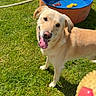 dog, labrador, grass, outdoor, sunlight, pool, water, hose, toy, ball, happy, pet, animal, summer, playful, canine, tongue_out, greenery, garden, cheerful