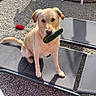 dog, labrador, cucumber, outdoor, gravel, plastic_chair, lounge_chair, sunlight, pet, animal, summer, garden, playful, canine, sitting, tongue, tail, shade, nature, backyard